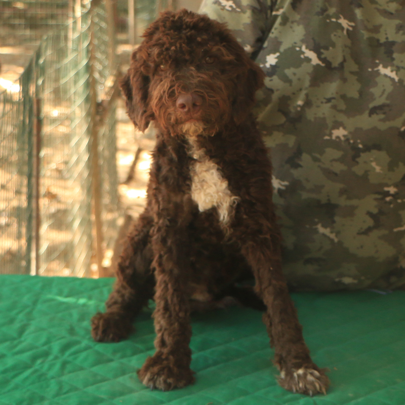 Lagotto romagnolo