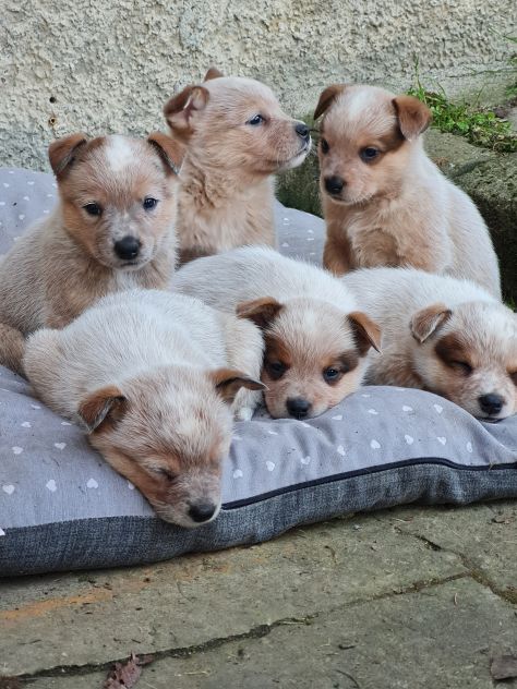 VENDO CUCCIOLI DI AUSTRALIAN CATTLE DOG