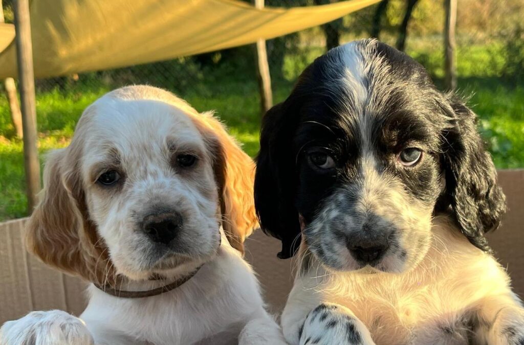 CUCCIOLATA DI SETTER INGLESE IN VENDITA