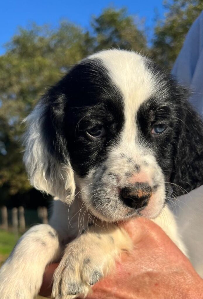 CUCCIOLATA DI SETTER INGLESE IN VENDITA