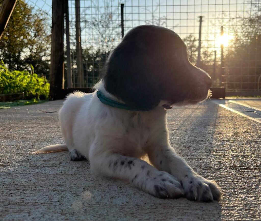 CUCCIOLATA DI SETTER INGLESE IN VENDITA