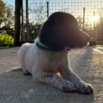 CUCCIOLATA DI SETTER INGLESE IN VENDITA