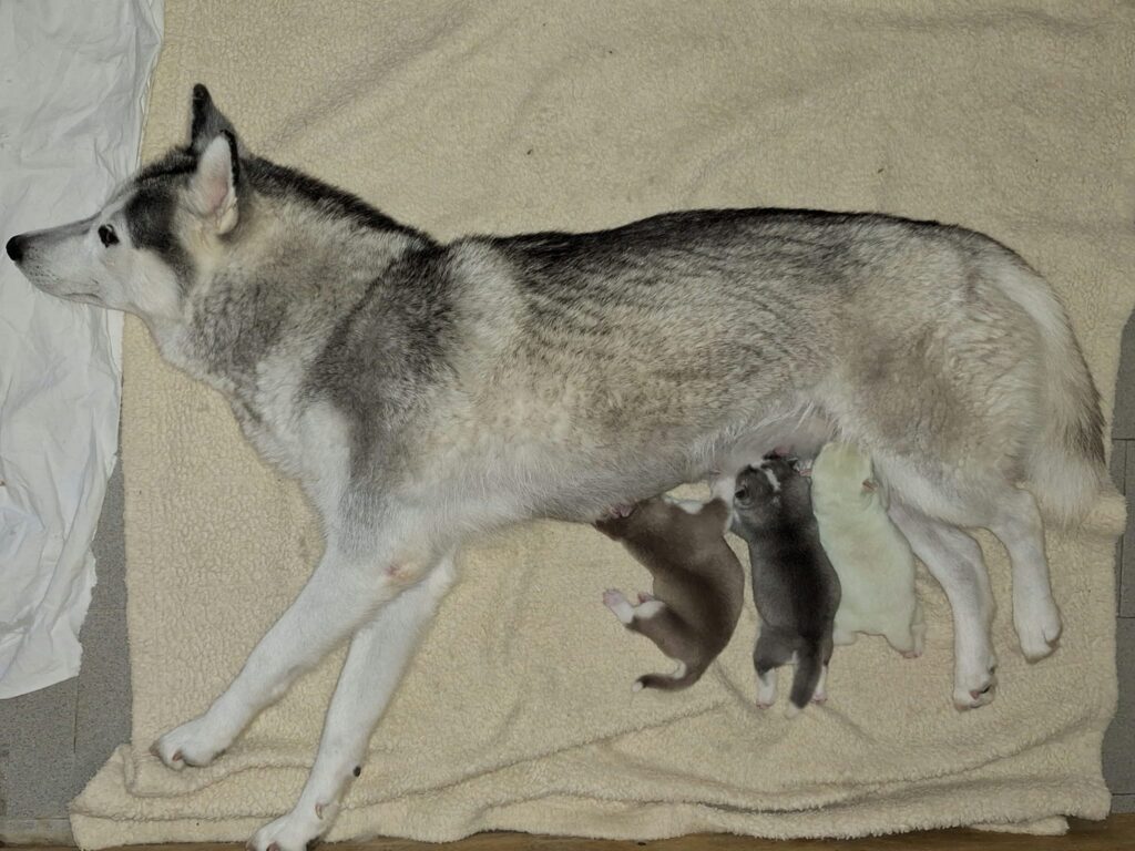 Cuccioli di husky