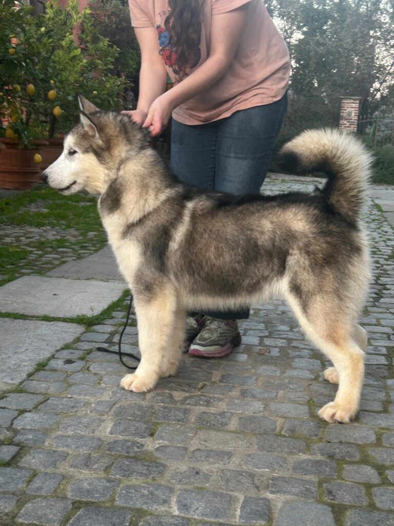 Alaskan Malamute cuccioli disponibili