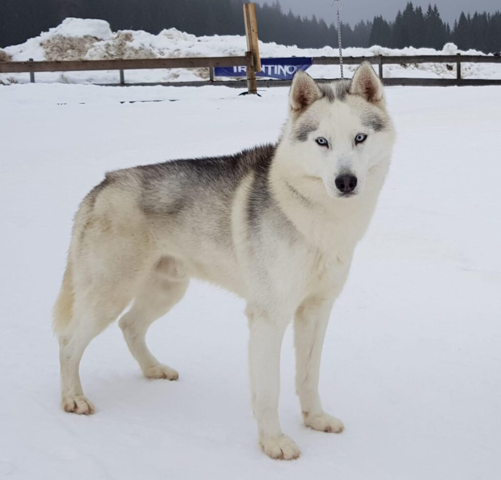 Cuccioli di husky