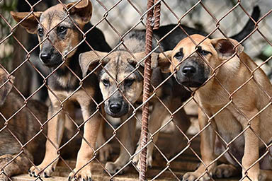 Dopo 20 anni chiude macello e ristorante di carne di cane: svolta in Vietnam