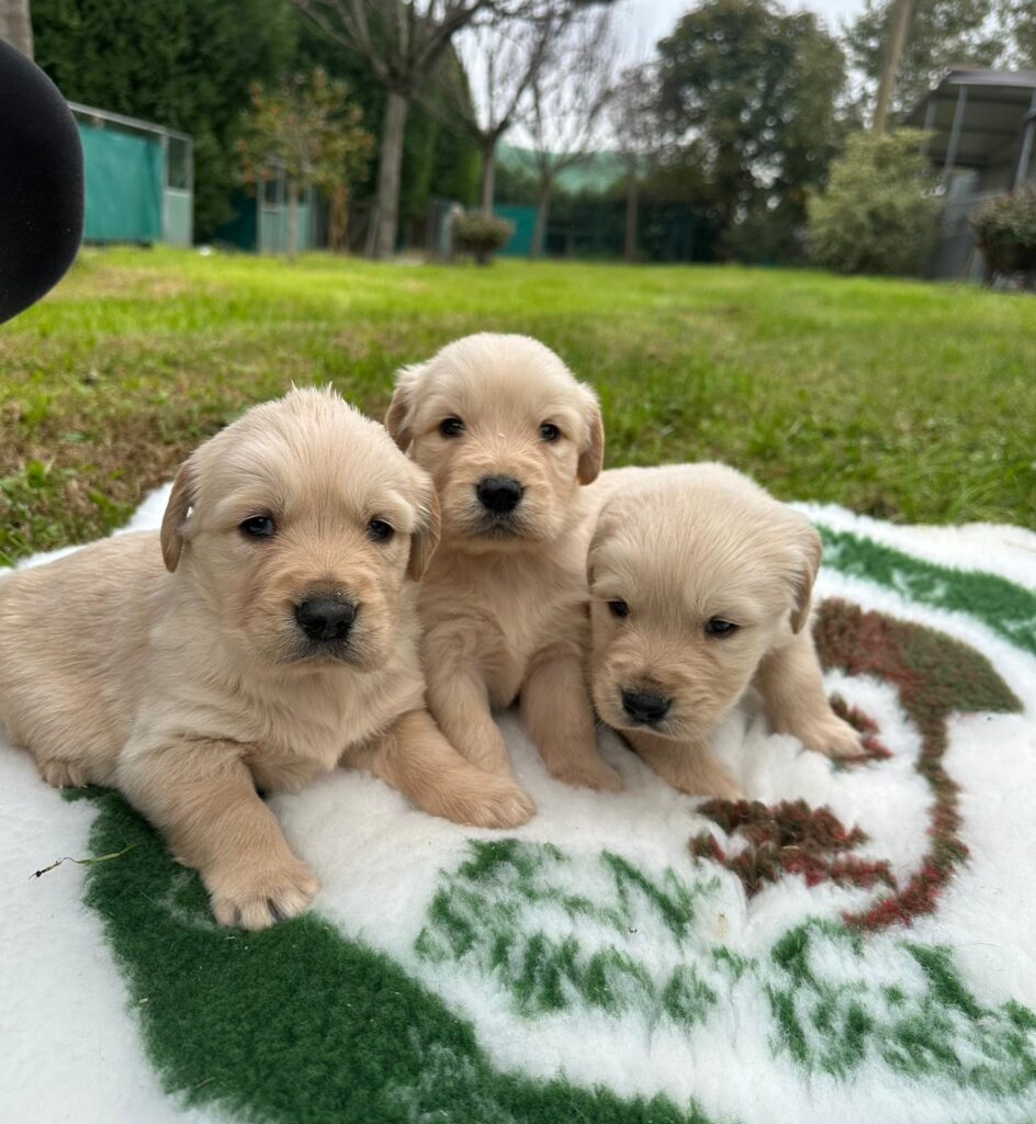 CUCCIOLI DI GOLDEN RETRIEVER CON PEDIGREE ENCI