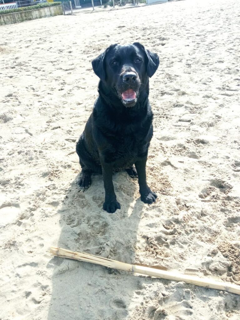 Cuccioli Labrador Retriever con Pedigree Enci