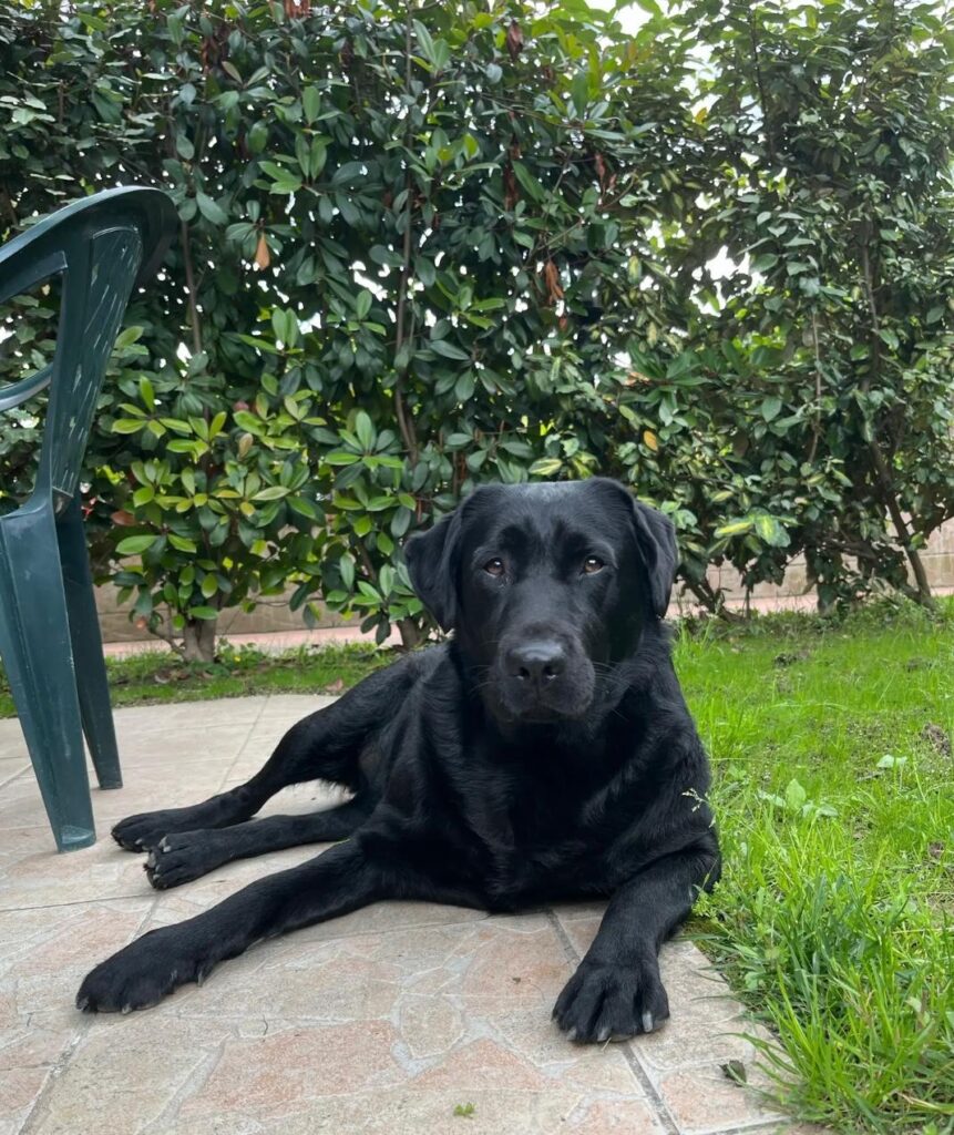 Cuccioli Labrador Retriever con Pedigree Enci