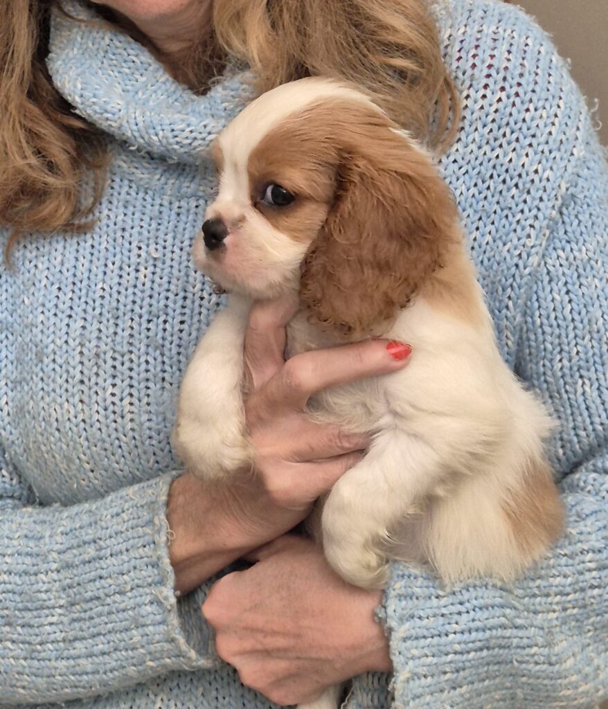 Cuccioli di Cavalier king