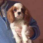 Cavalier king maschietto