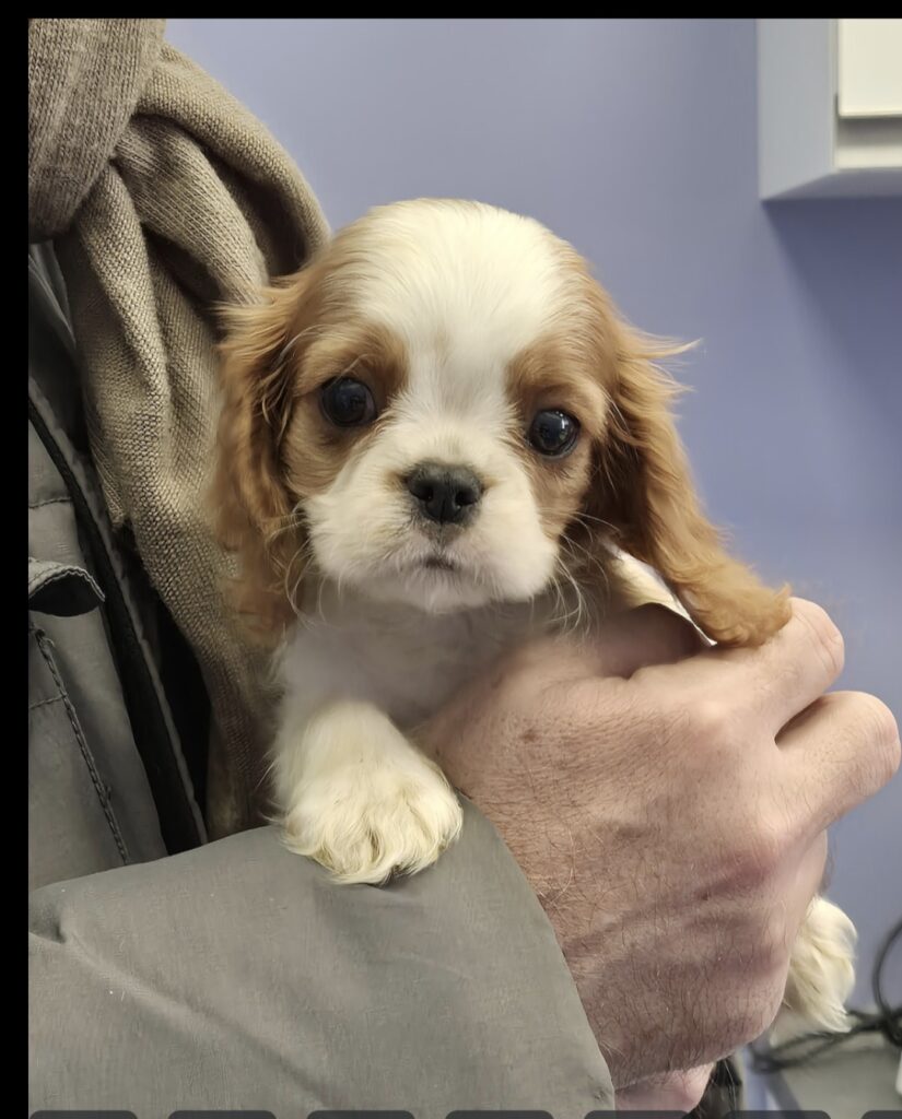 Cuccioli di Cavalier king