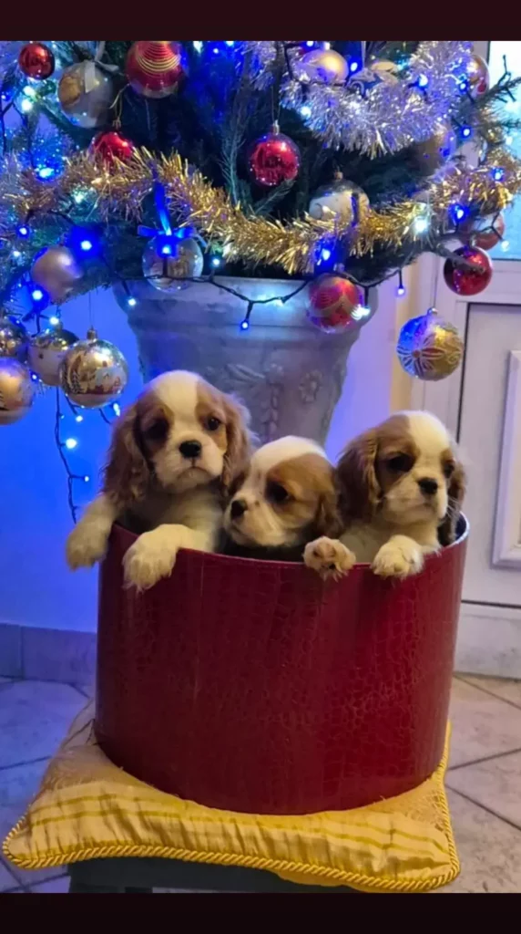 Cuccioli di Cavalier king