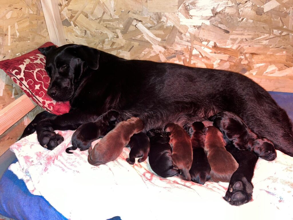 Cuccioli Labrador Retriever con Pedigree Enci