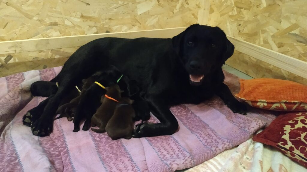 Cuccioli Labrador Retriever con Pedigree Enci