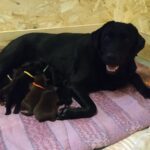 Cuccioli Labrador Retriever con Pedigree Enci