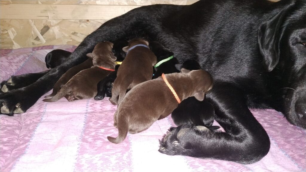 Cuccioli Labrador Retriever con Pedigree Enci