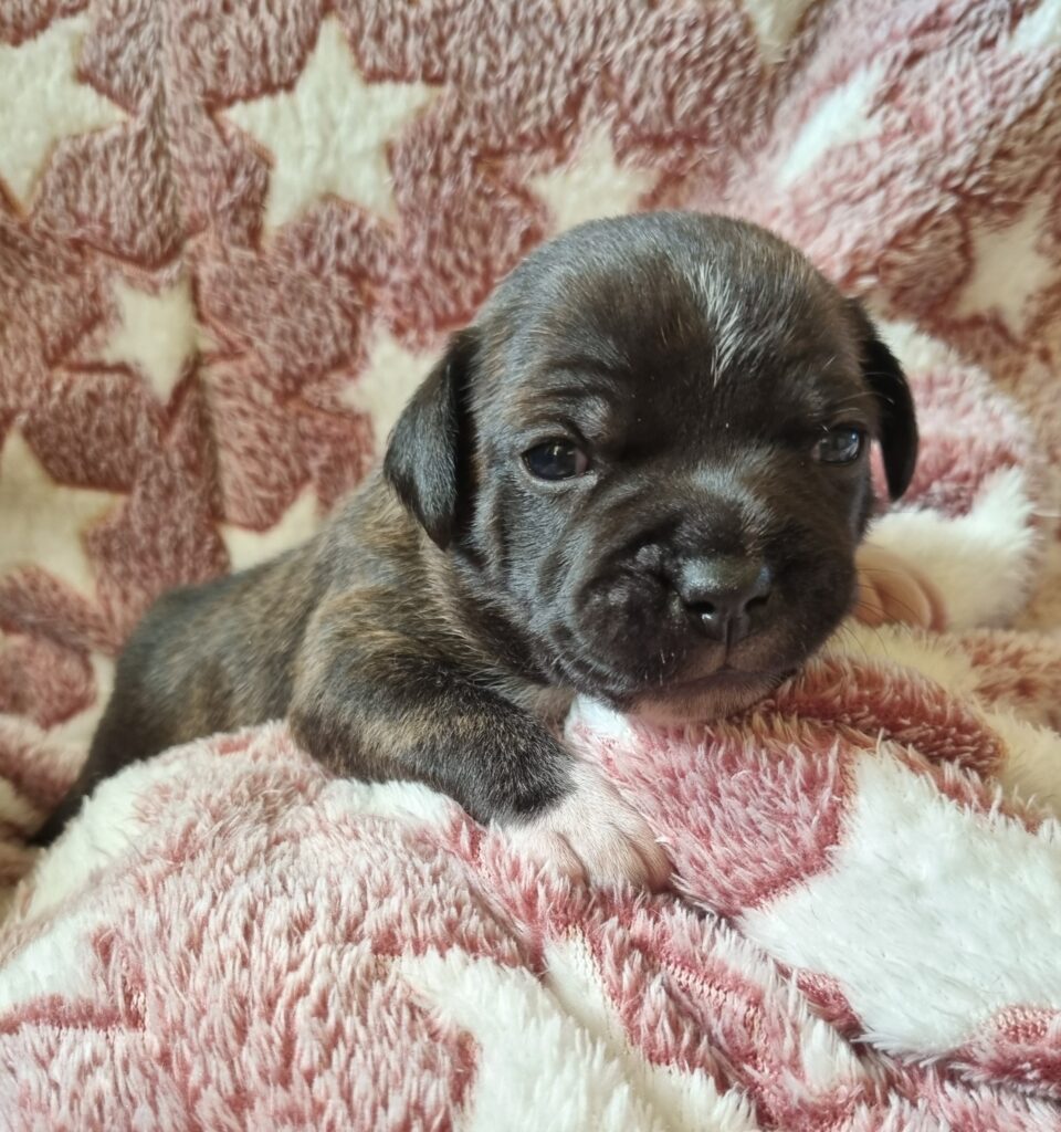 Staffordshire Bull Terrier cuccioli