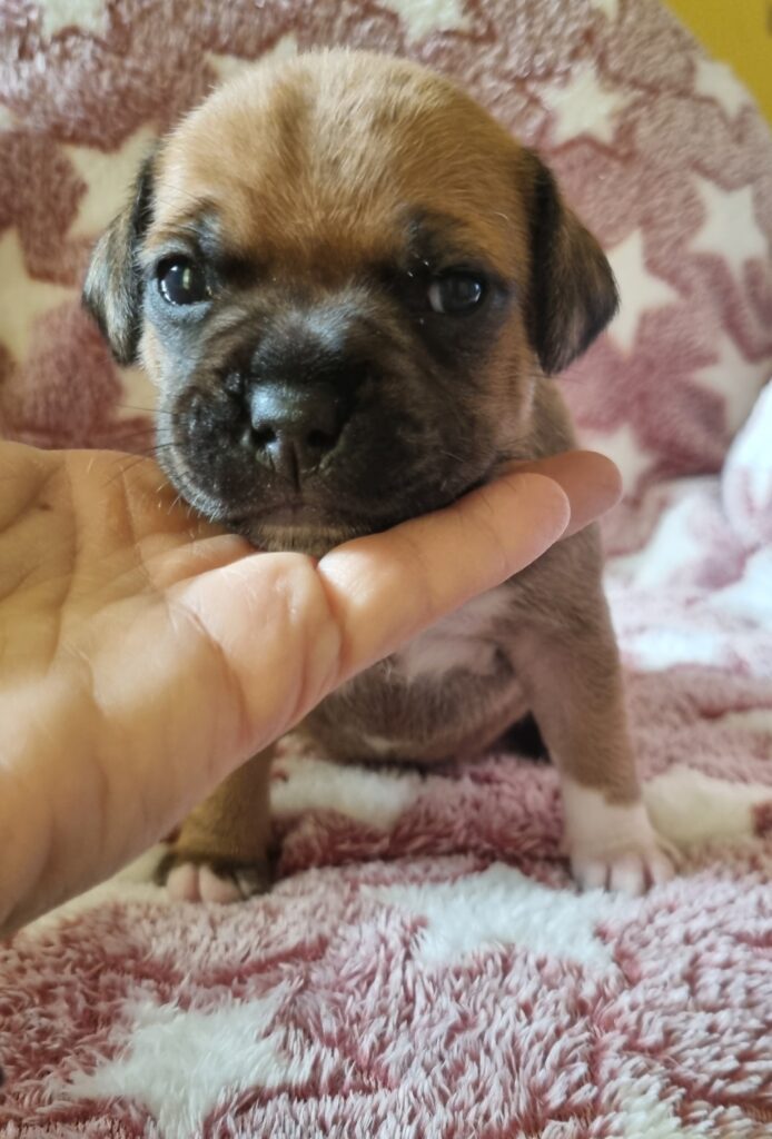 Staffordshire Bull Terrier cuccioli