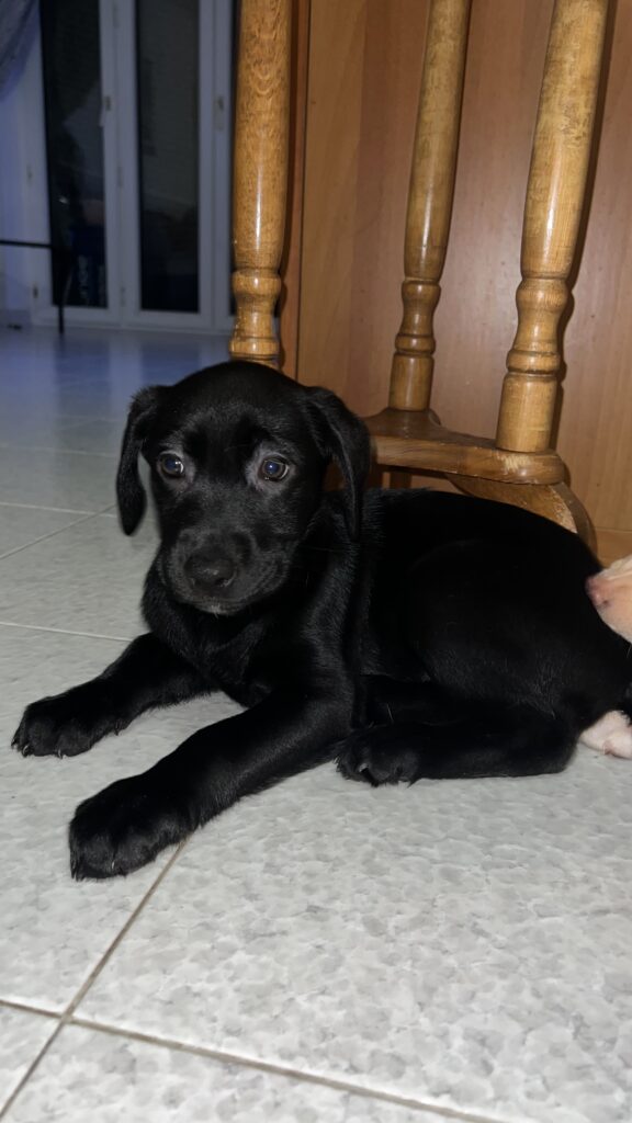 Cuccioli labrador di 2 mesi