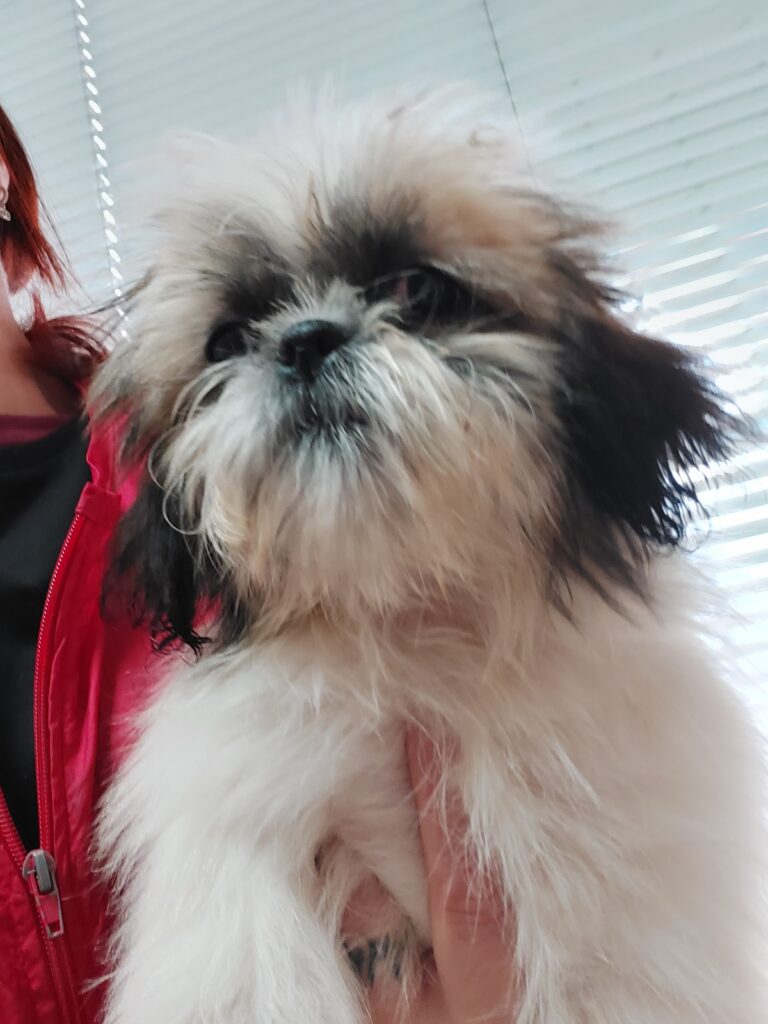 Shihtzu