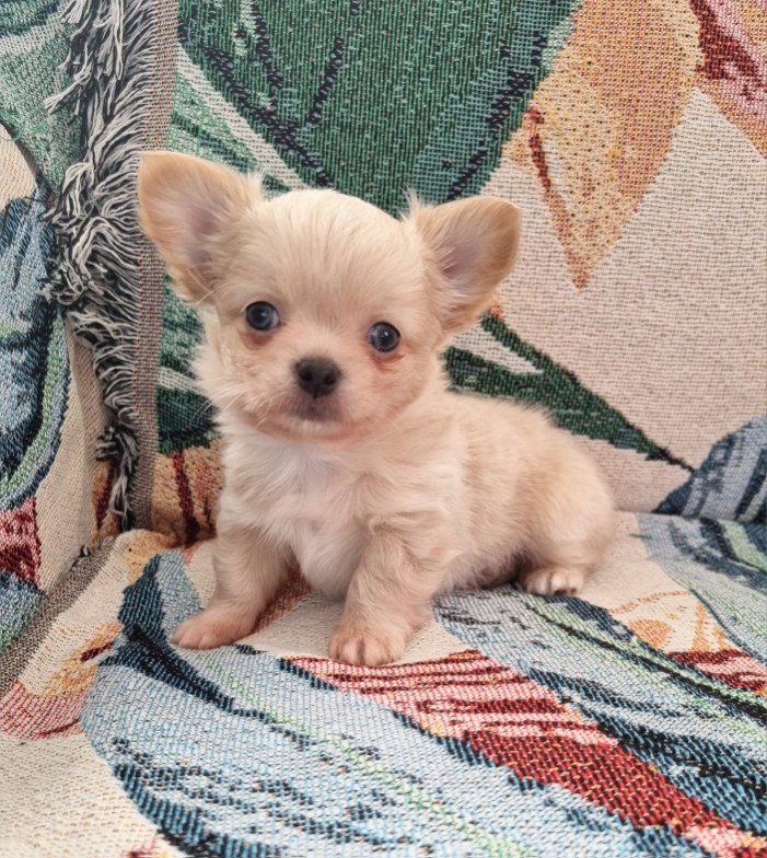 Chihuahua pelo lungo cucciolo