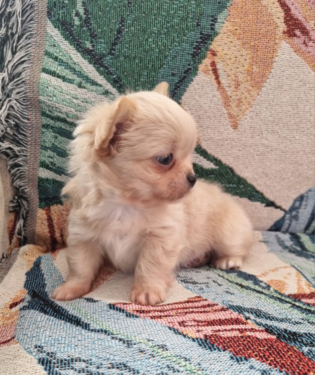 Chihuahua pelo lungo cucciolo