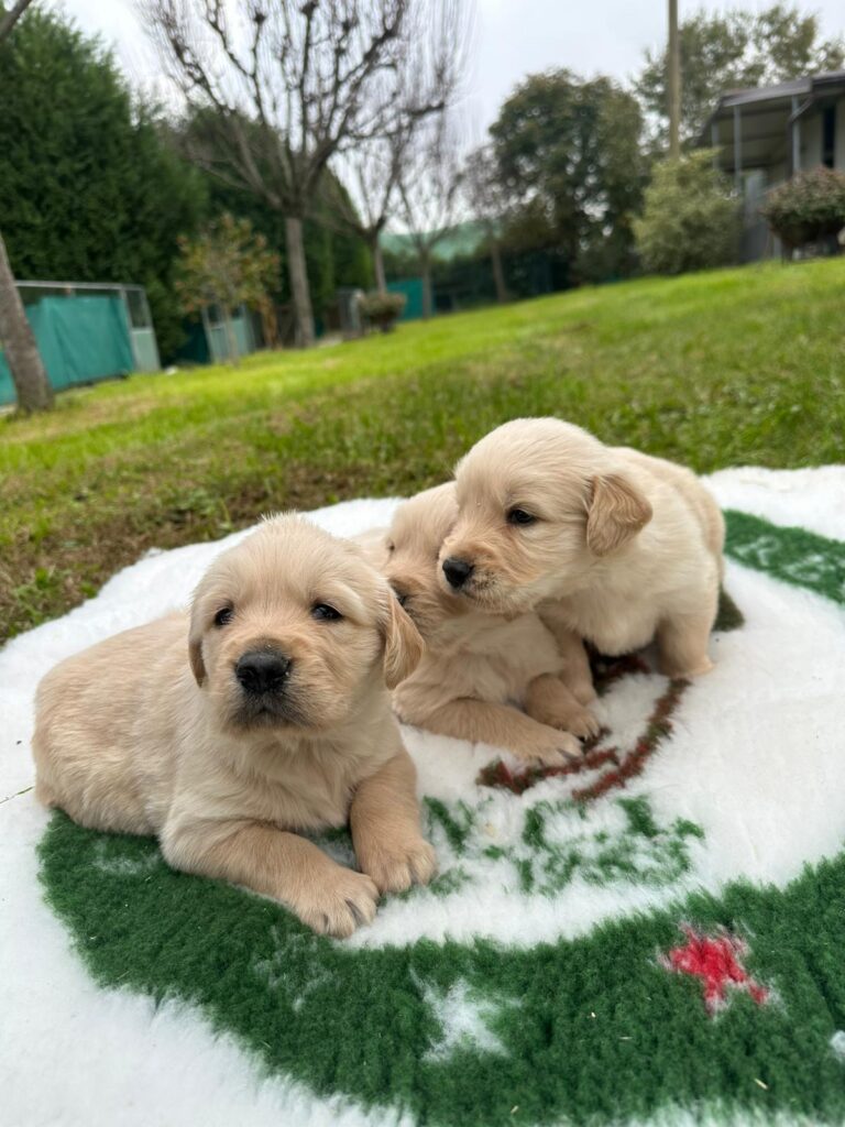 CUCCIOLI DI GOLDEN RETRIEVER CON PEDIGREE ENCI