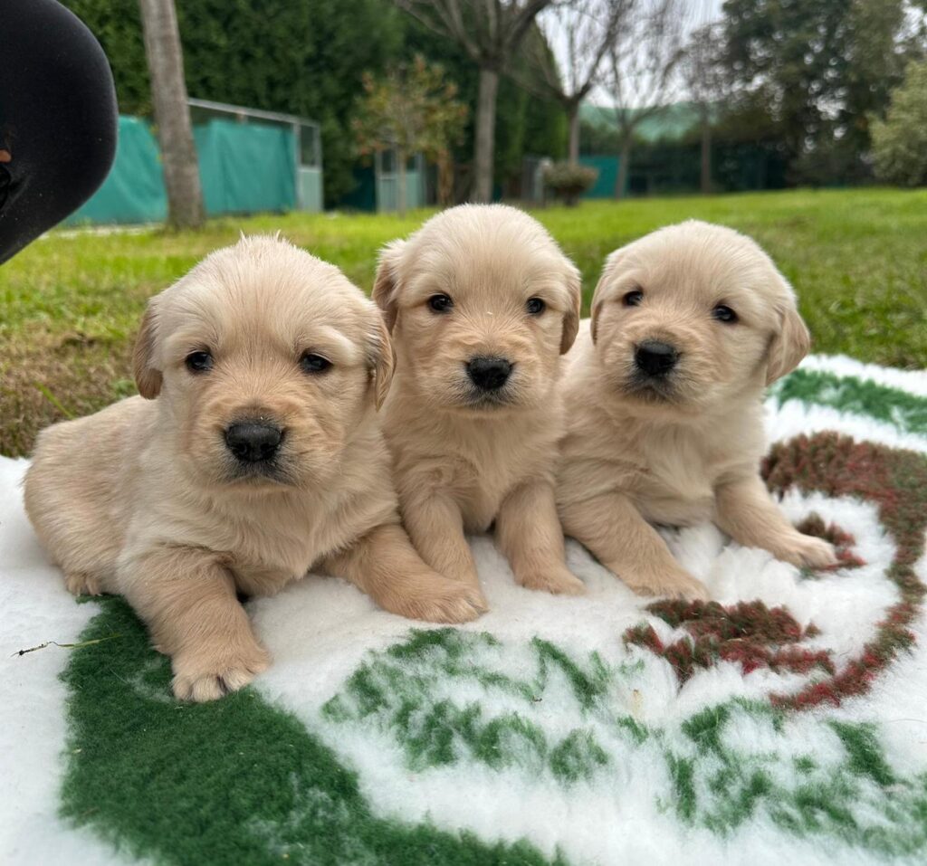 CUCCIOLI DI GOLDEN RETRIEVER CON PEDIGREE ENCI