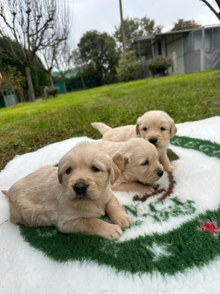 CUCCIOLI DI GOLDEN RETRIEVER CON PEDIGREE ENCI