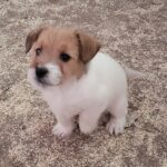 Jack Russell pelo ruvido con Pedigree ENCI