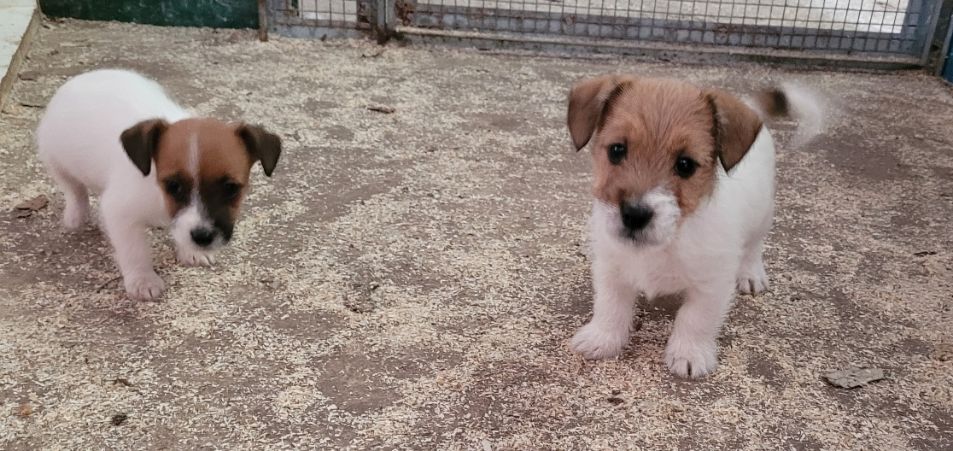 Jack Russell pelo ruvido con Pedigree ENCI