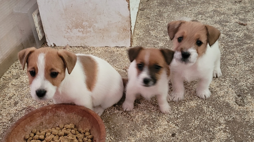 Jack Russell pelo ruvido con Pedigree ENCI