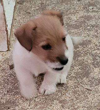 Jack Russell pelo ruvido con Pedigree ENCI