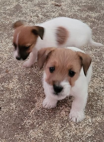 Jack Russell pelo ruvido con Pedigree ENCI