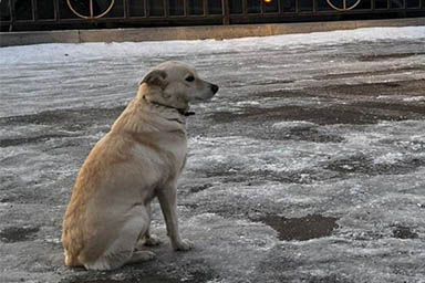 La fedeltà del cane Belka: per 4 giorni aspetta il ritorno del proprietario sul ghiaccio