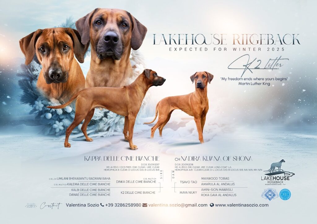 RHODESIAN RIDGEBACK CUCCIOLI IN ARRIVO