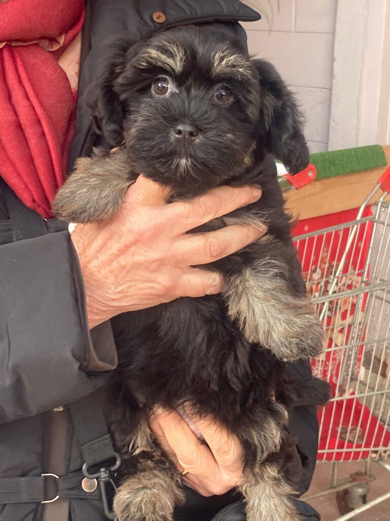 Bichon havanese