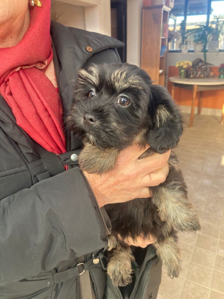 Bichon havanese