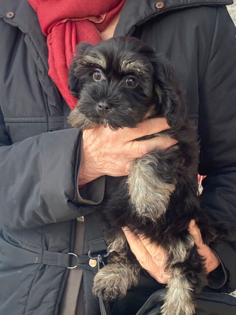 Bichon havanese