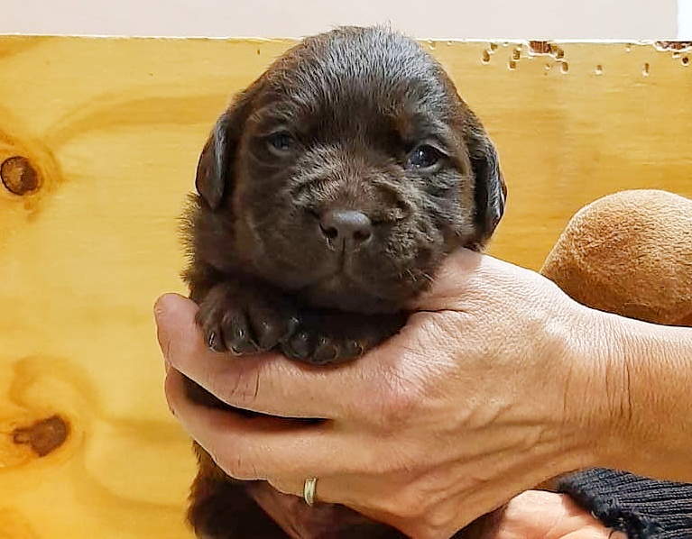 CUCCIOLI DI LABRADOR CIOCCOLATO