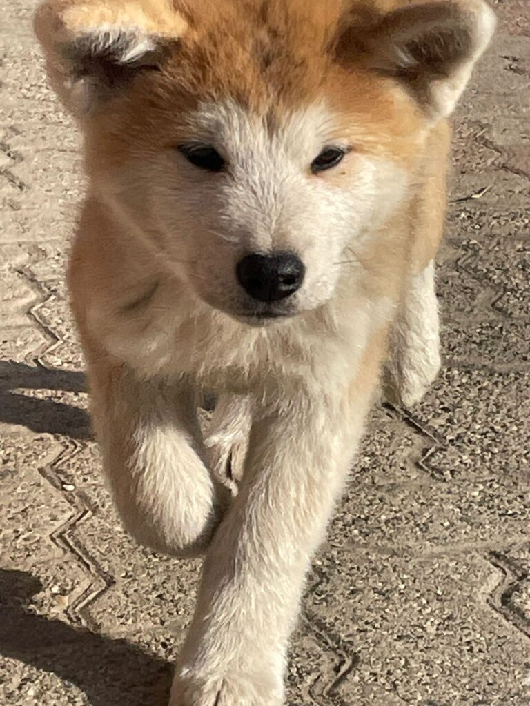 CUCCIOLI DI AKITA INU