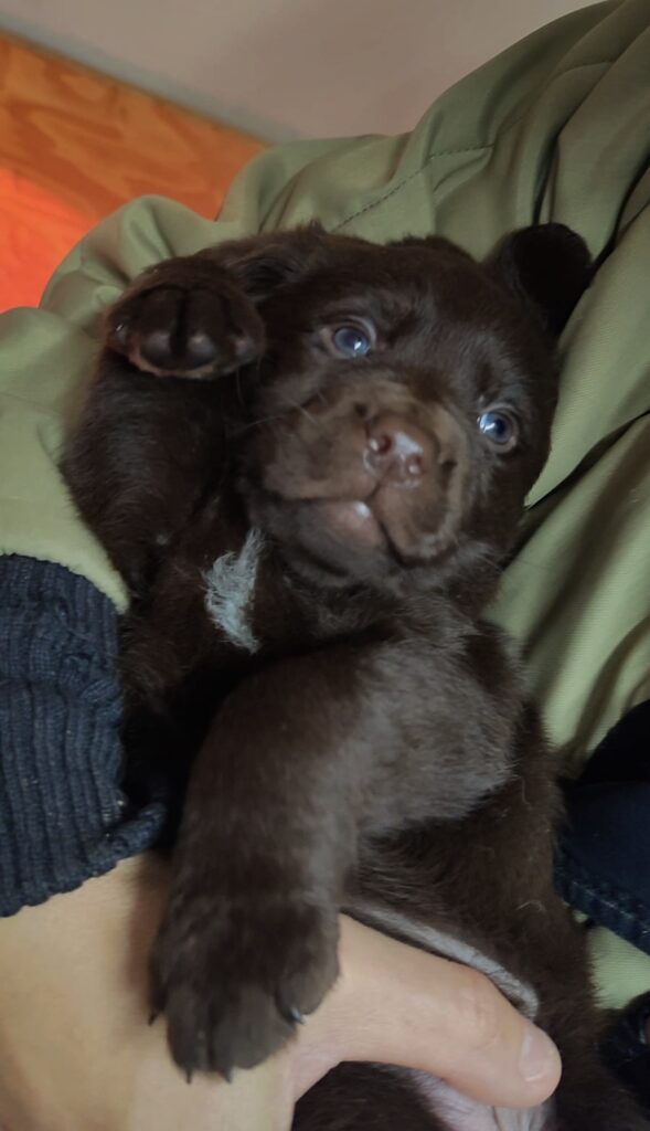 CUCCIOLI DI LABRADOR CIOCCOLATO