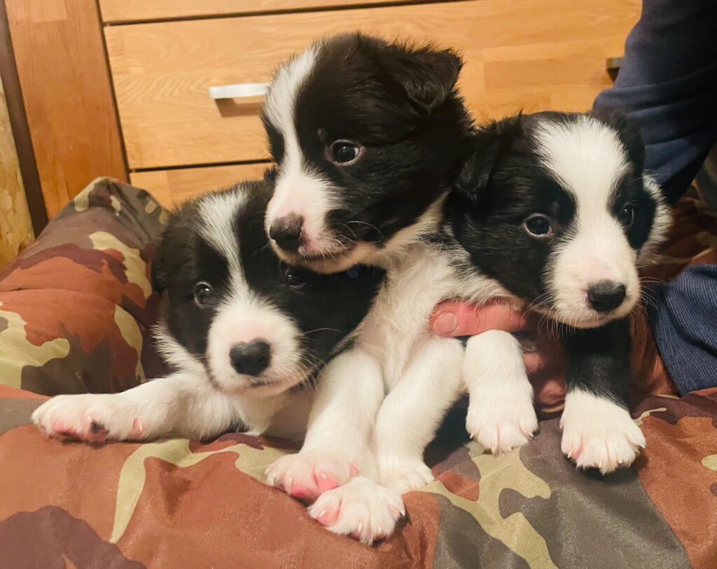 Cuccioli Border Collie