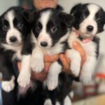 Cuccioli Border Collie