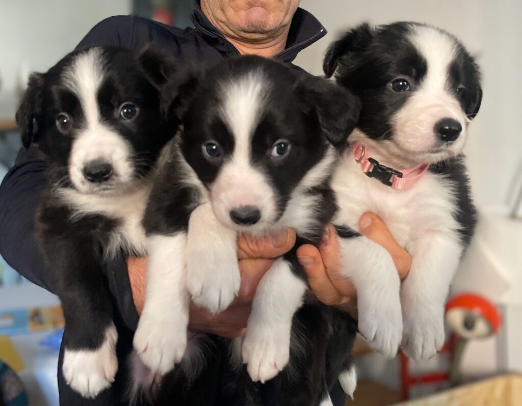 Cuccioli Border Collie