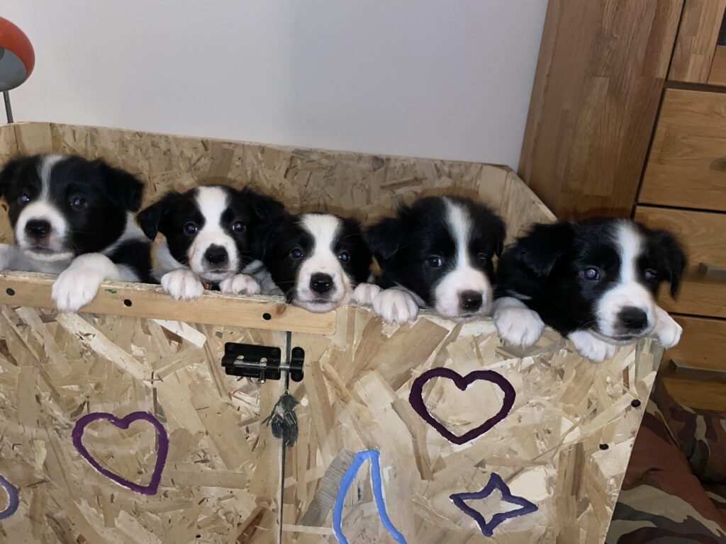 Cuccioli Border Collie