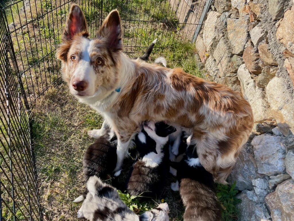 Cuccioli Border Collie