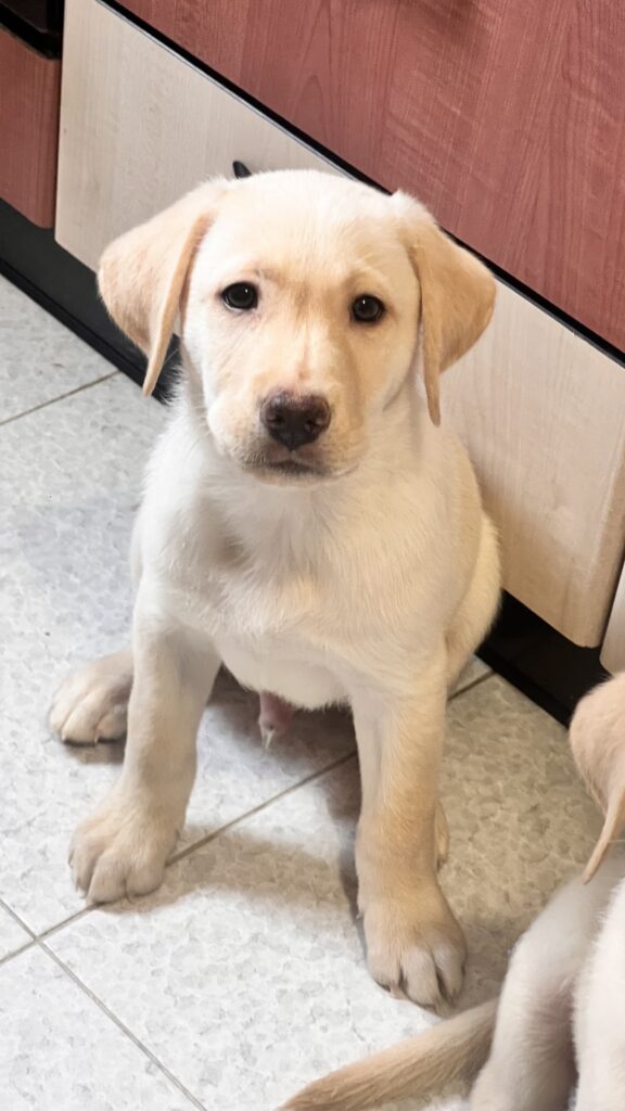 Cuccioli labrador di 2 mesi