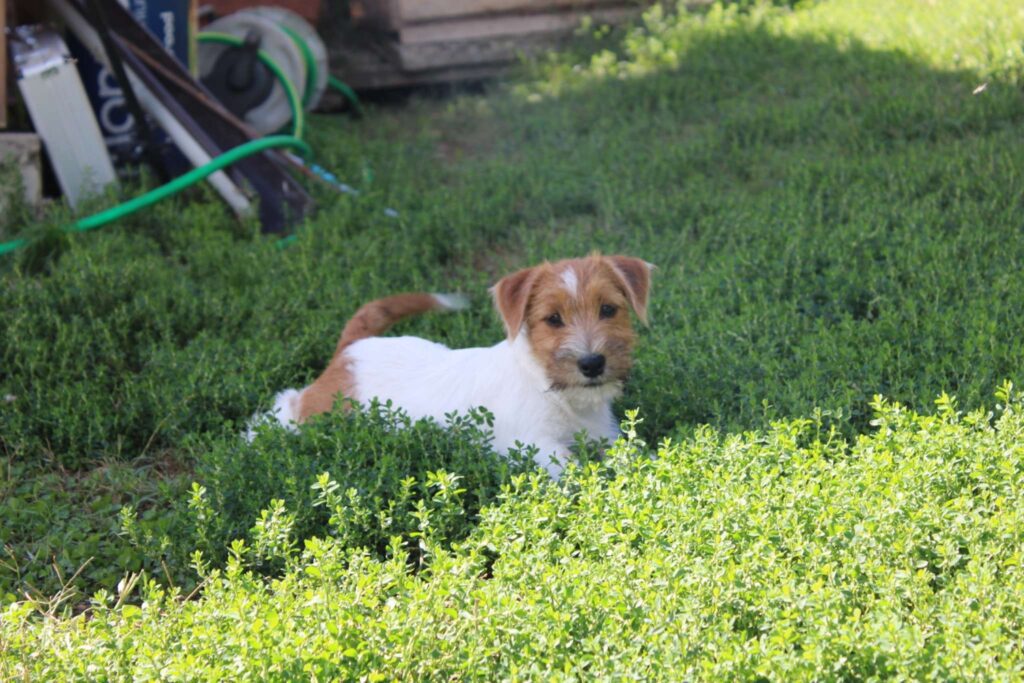 Cucciolo maschio di Jack Russell